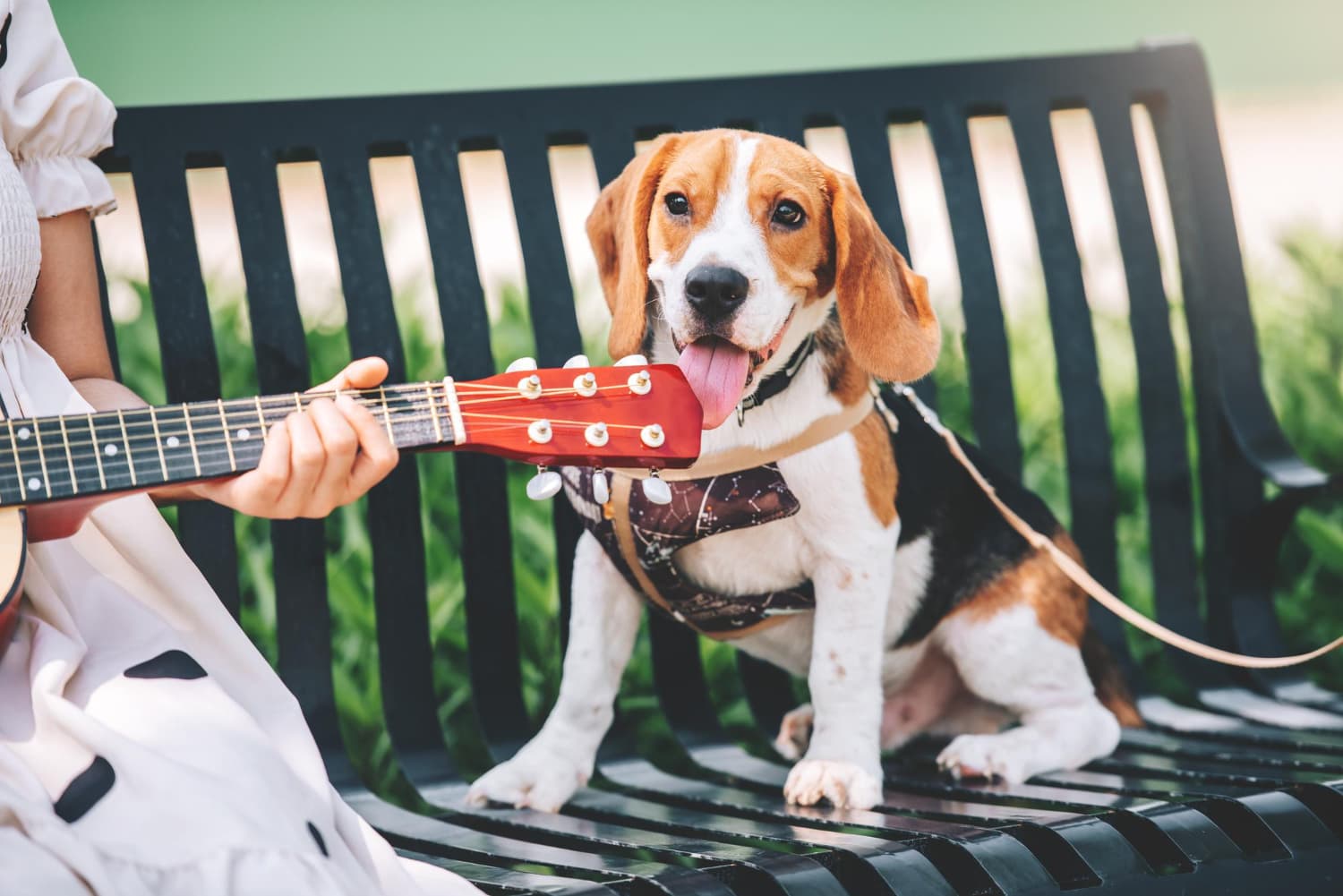 relación entre perros y música