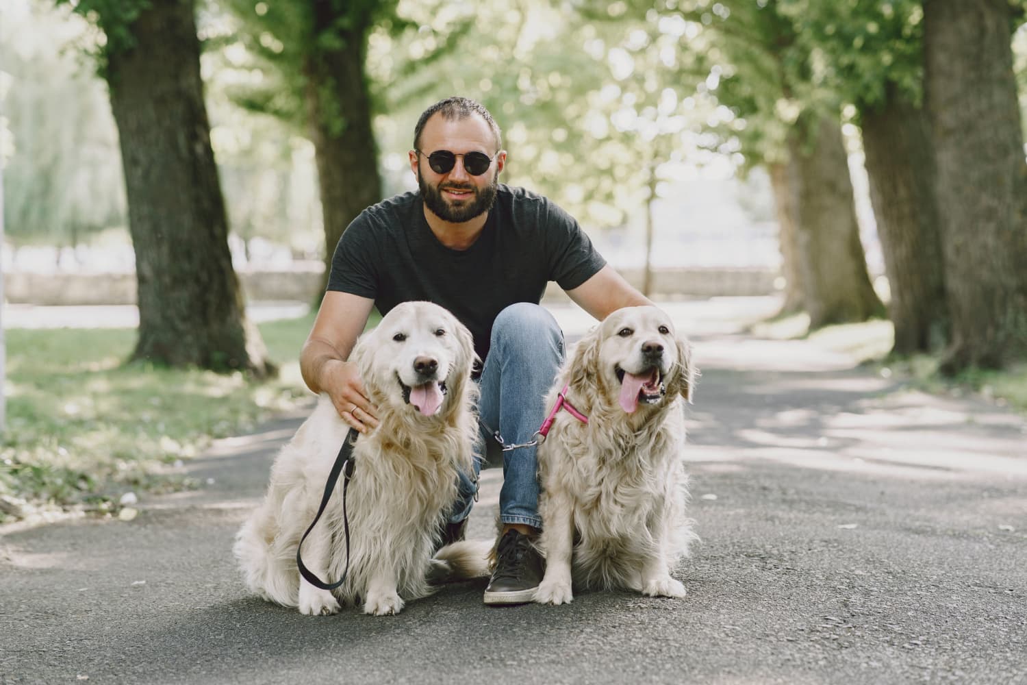 Convivencia con dos perros